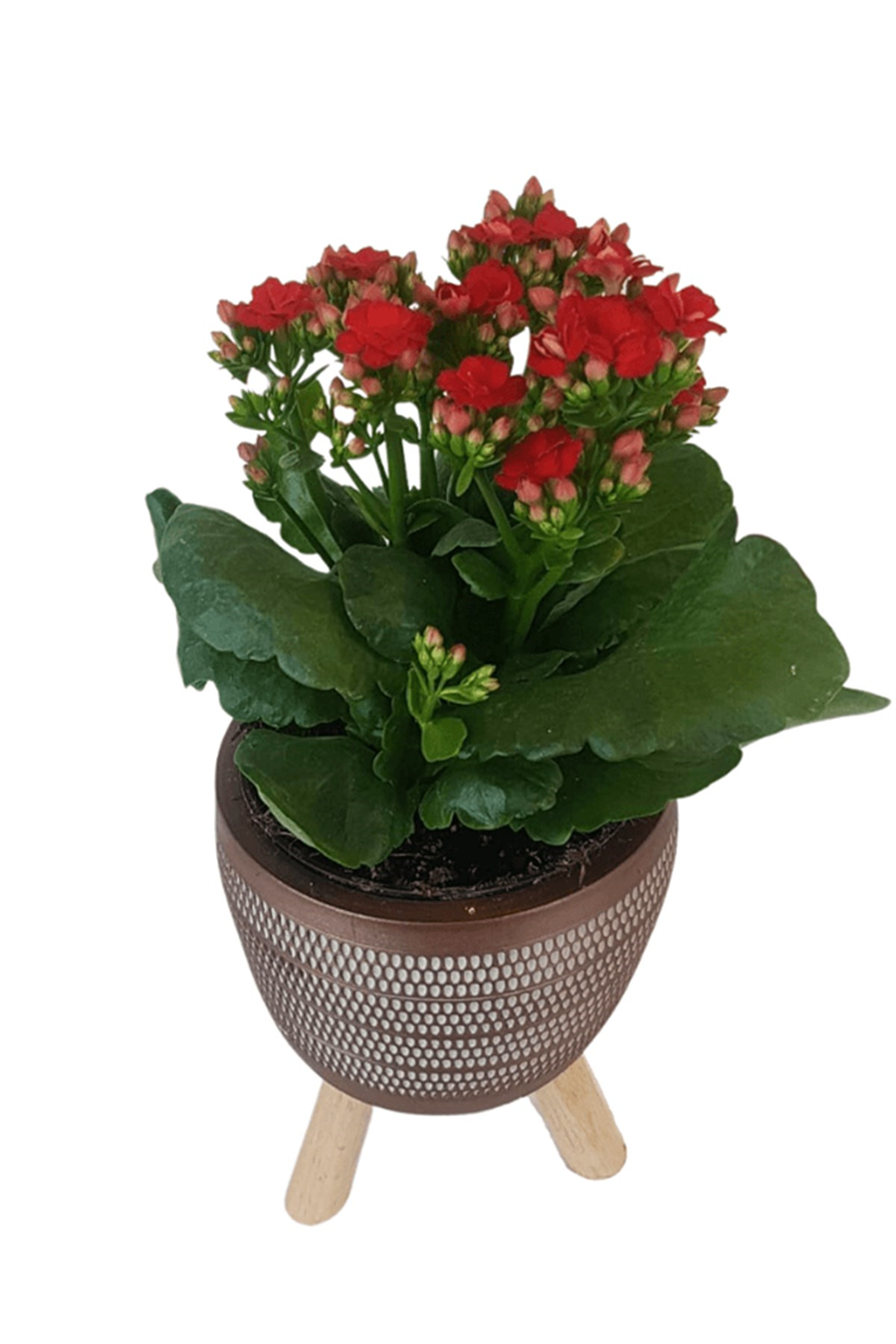 Kiremit Damla Saksıda Kırmızı Kalanchoe | Kalanchoe