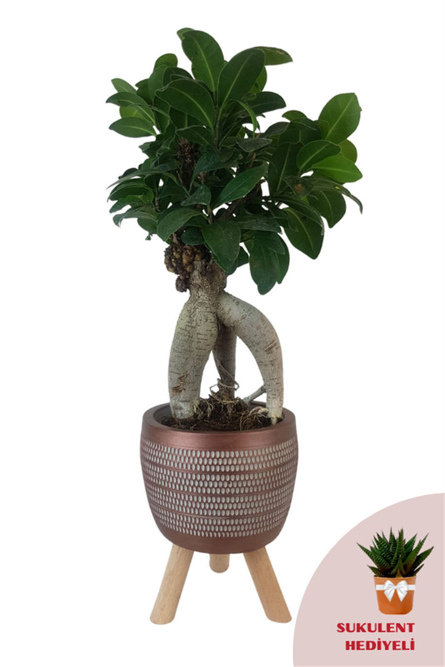 Kiremit Rengi Damla Saksıda Ficus Ginseng Bonsai | Diğerleri
