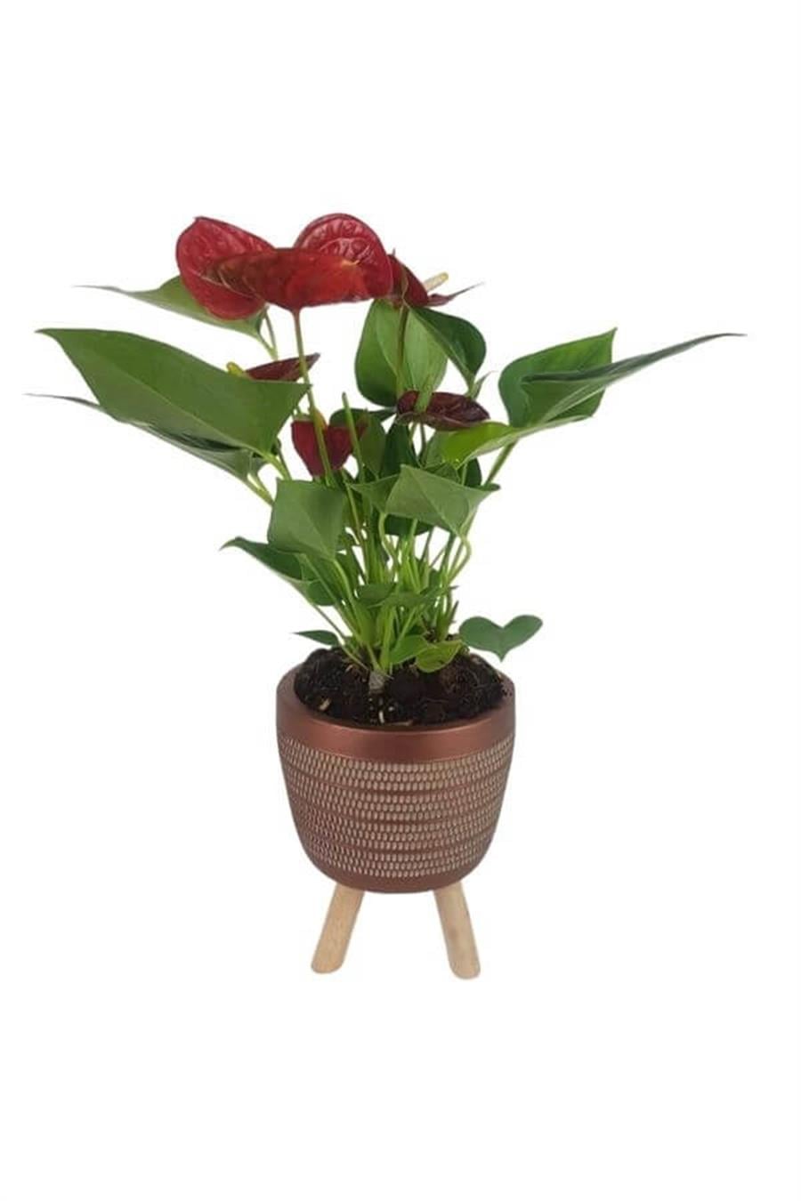 Kiremit Rengi Damla Saksıda Mini Anthorium | Anthorium