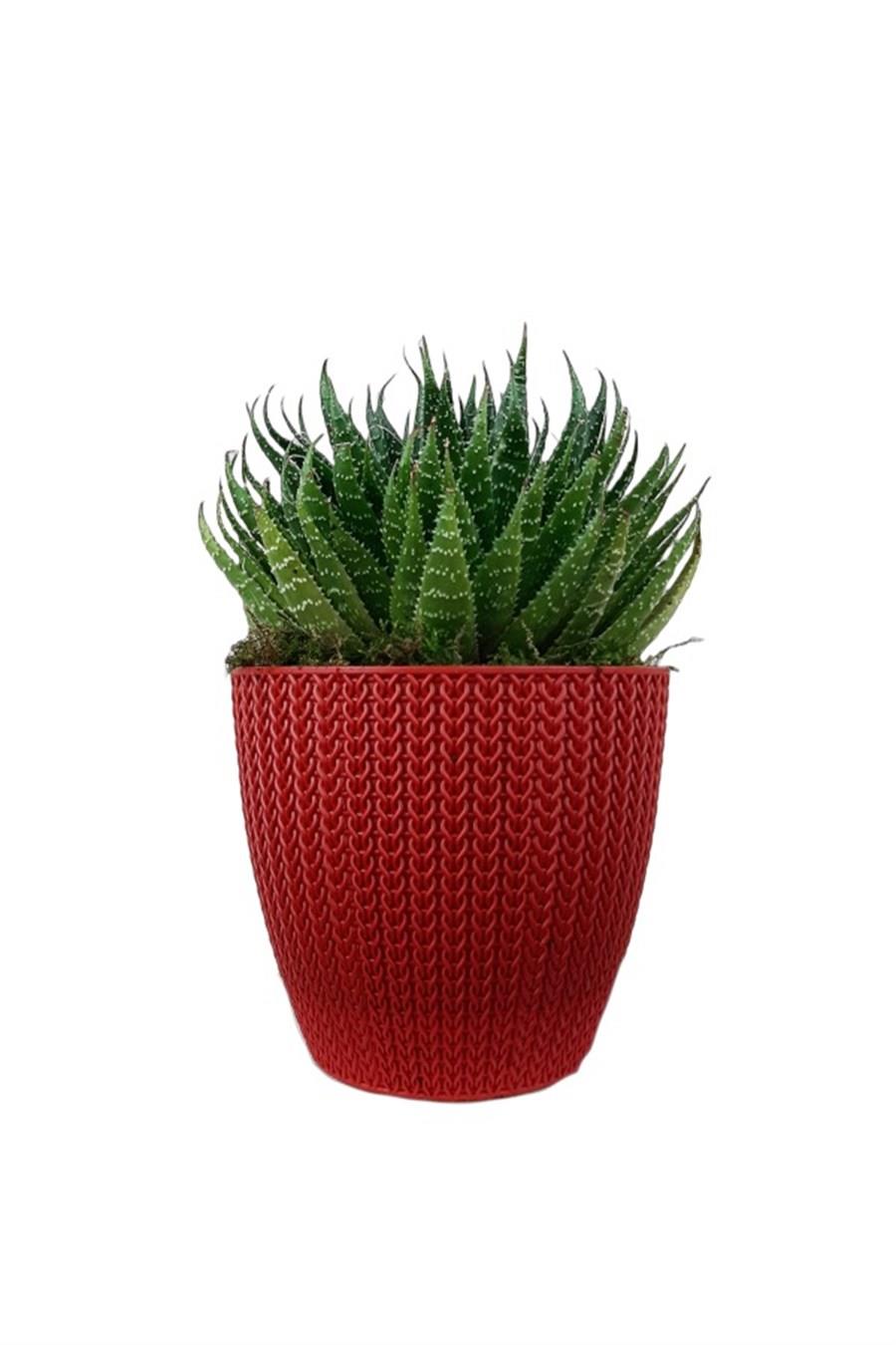Kırmızı Sümela Saksıda Aloe Cristata | Aloe