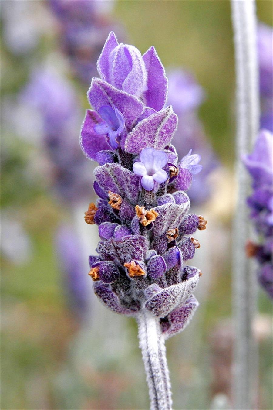 Lavanta