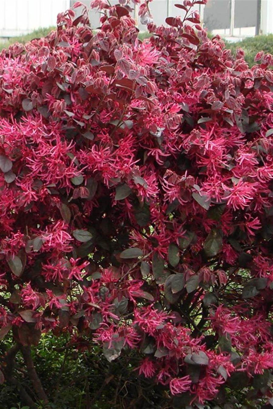 Loropetalum