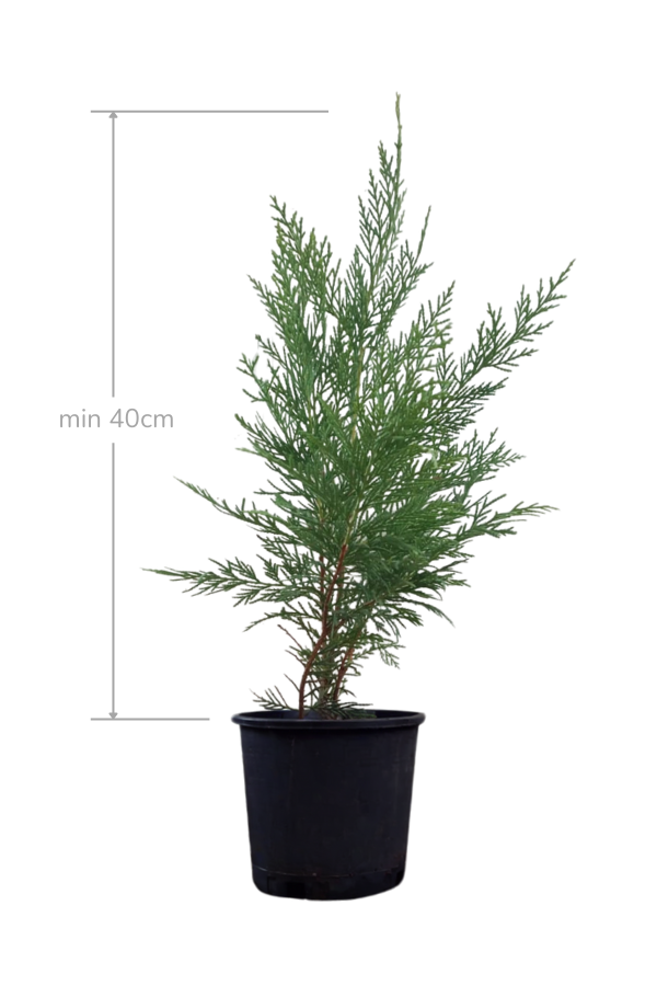 Melez Servi Leylandi Fidanı 40 cm | SERVİ
