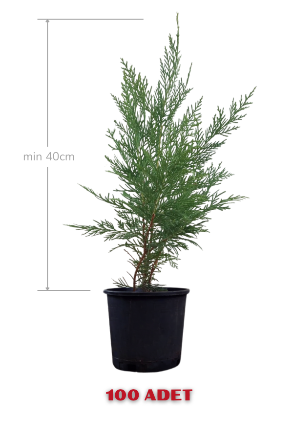Melez Servi Leylandi Fidanı 40 cm x 100 | SERVİ
