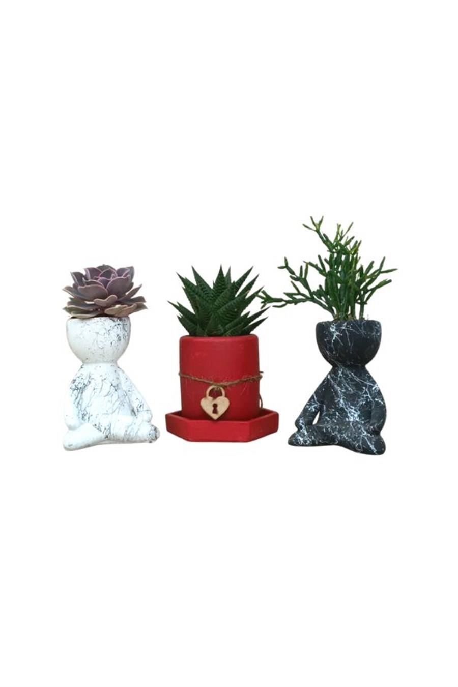 Mermer Desenli 3'lü Set-03 | 3'lü Sukulent Setleri