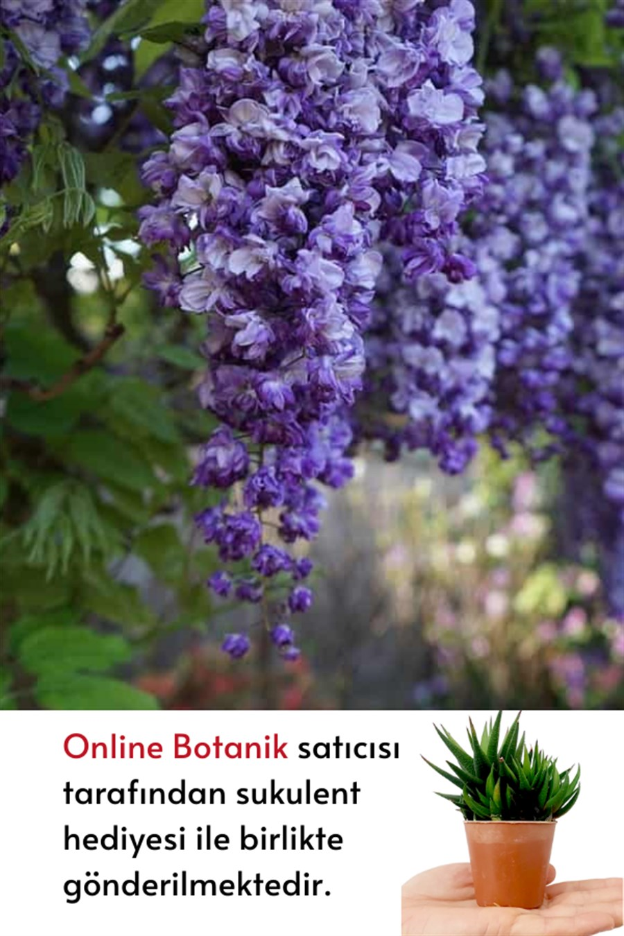 Mor Salkım -100~125 cm | Sarılıcı ve Sarmaşıklar