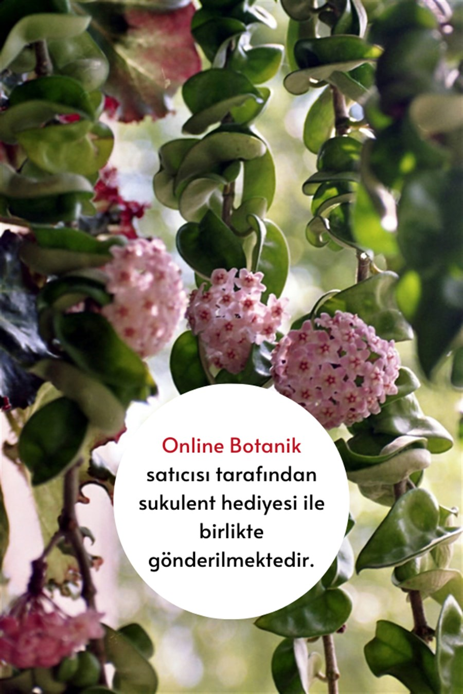 Mum Çiçeği (20~40 cm) | Çiçekli Salon Bitkileri
