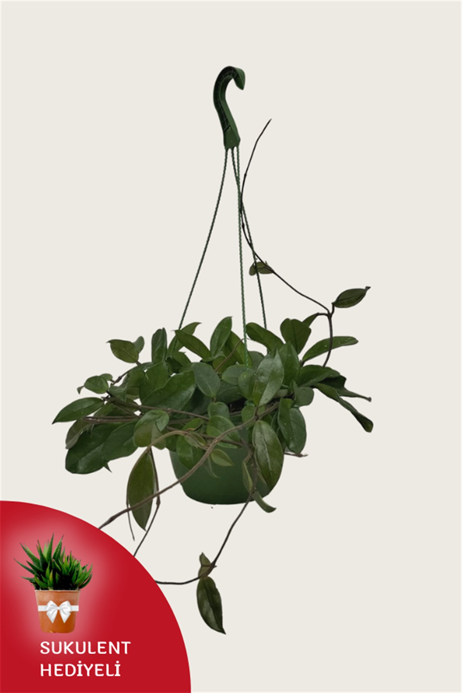 Mum Çiçeği (20~40 cm) | Çiçekli Salon Bitkileri