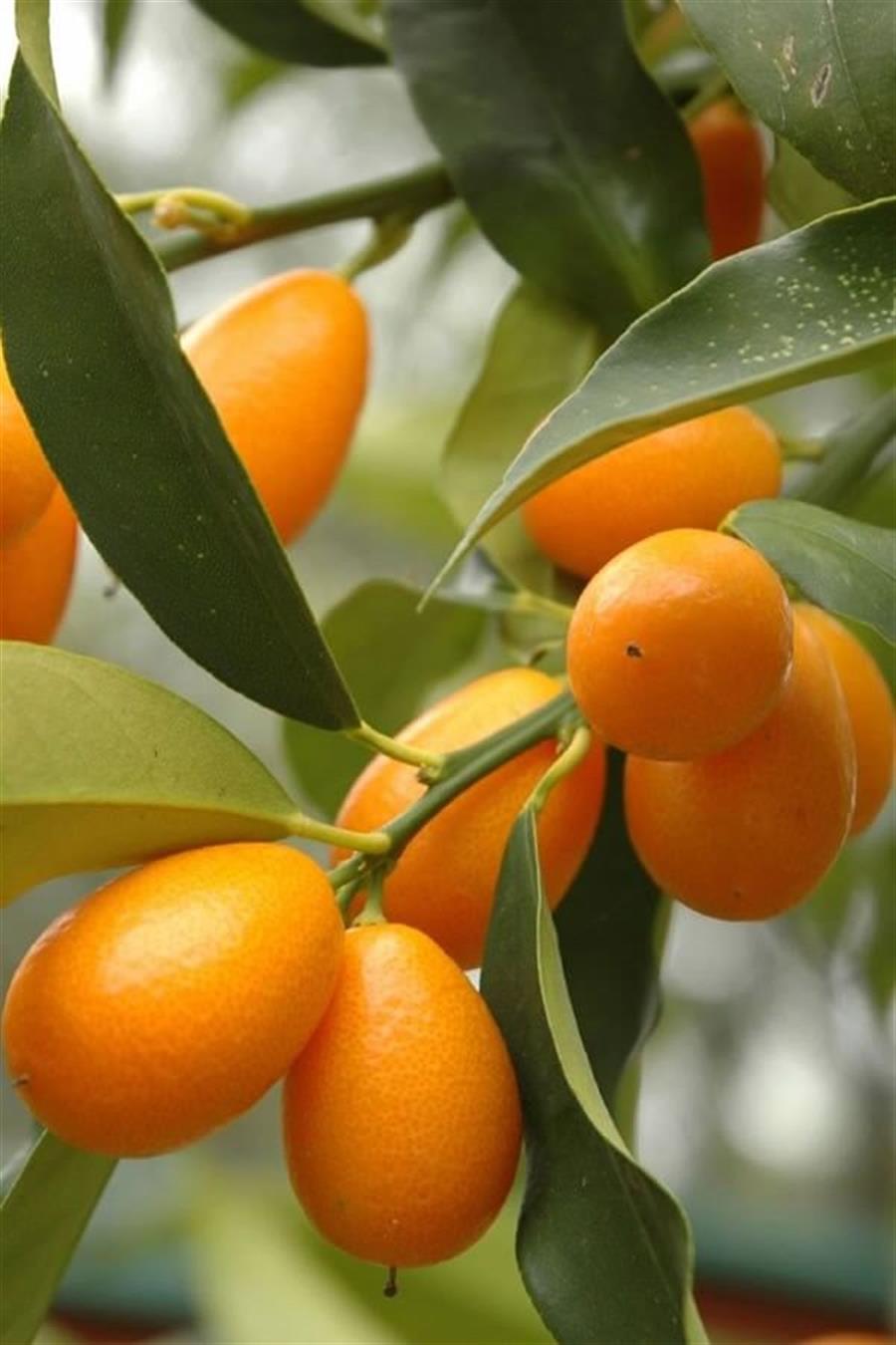 Narenciye Fidan Seti (Kumkuat Limon Portakal) | Narenciye Fidanları