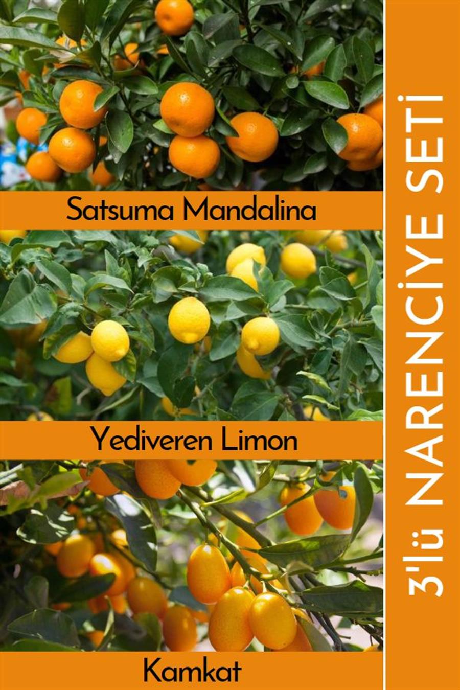 Narenciye Fidan Seti | Kumkuat Limon Portakal | Narenciye Fidanları