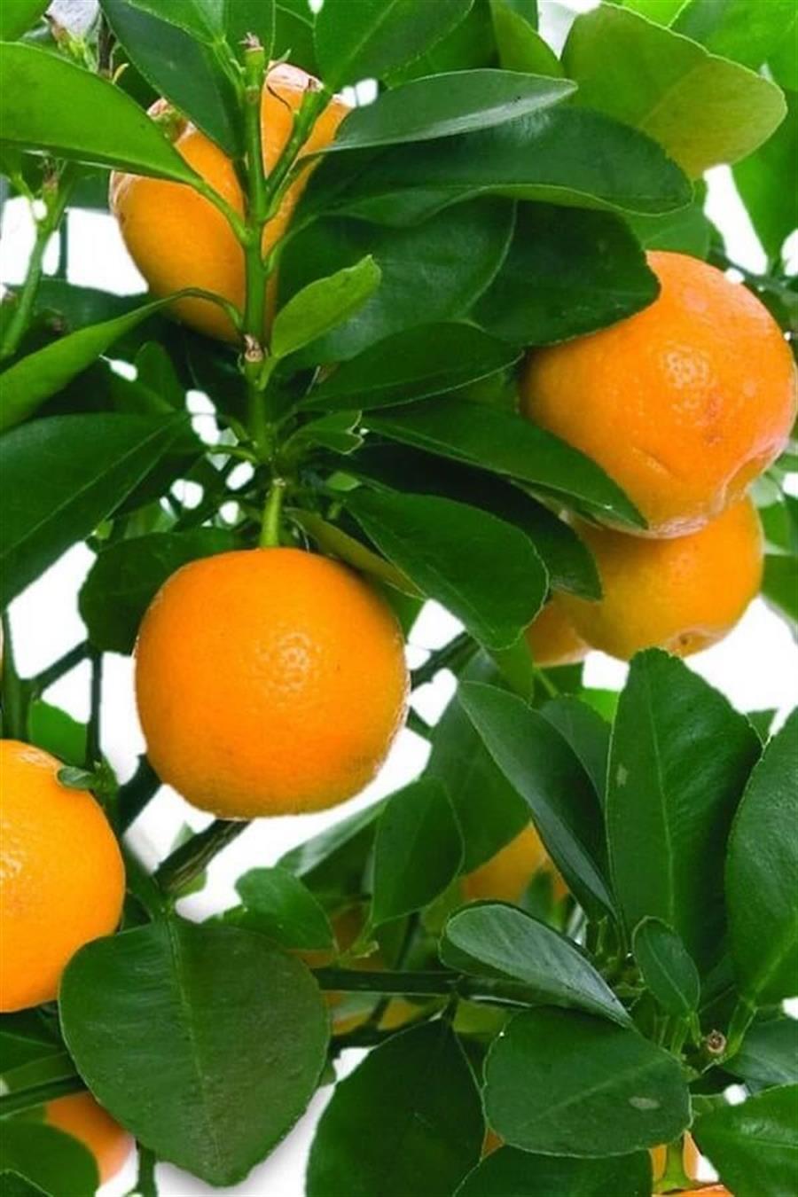 Narenciye Fidan Seti (Limon Portakal Mandalina) | Narenciye Fidanları