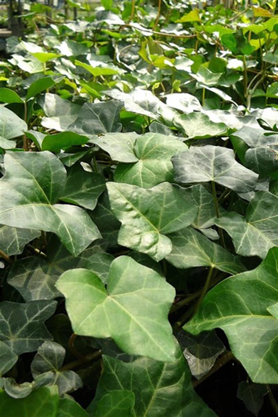 Orman Sarmaşıkları (Hedera)