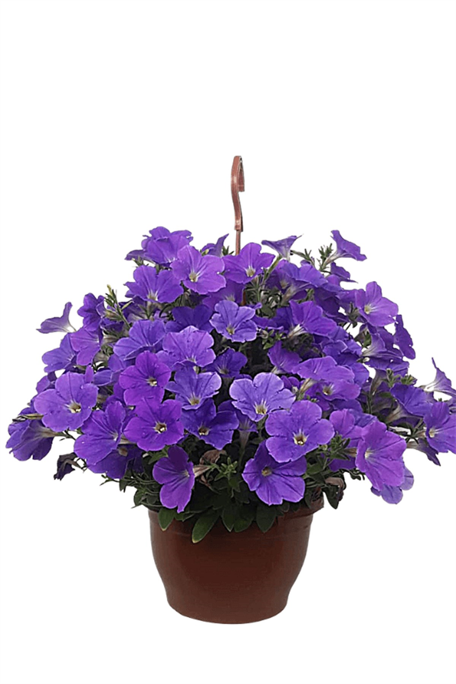 Petunya | Mayıs-Eylül