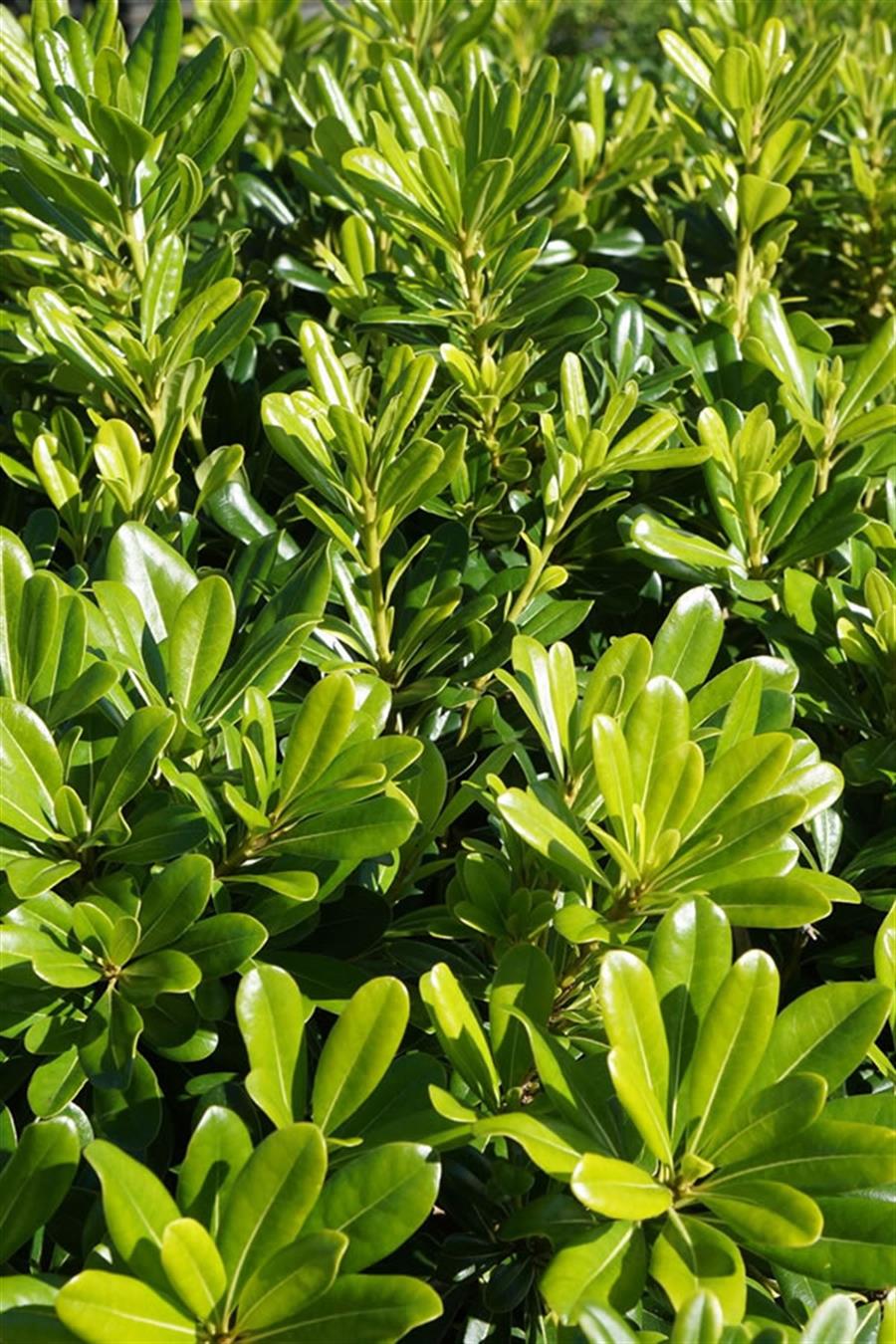 Pittosporum Tobira 