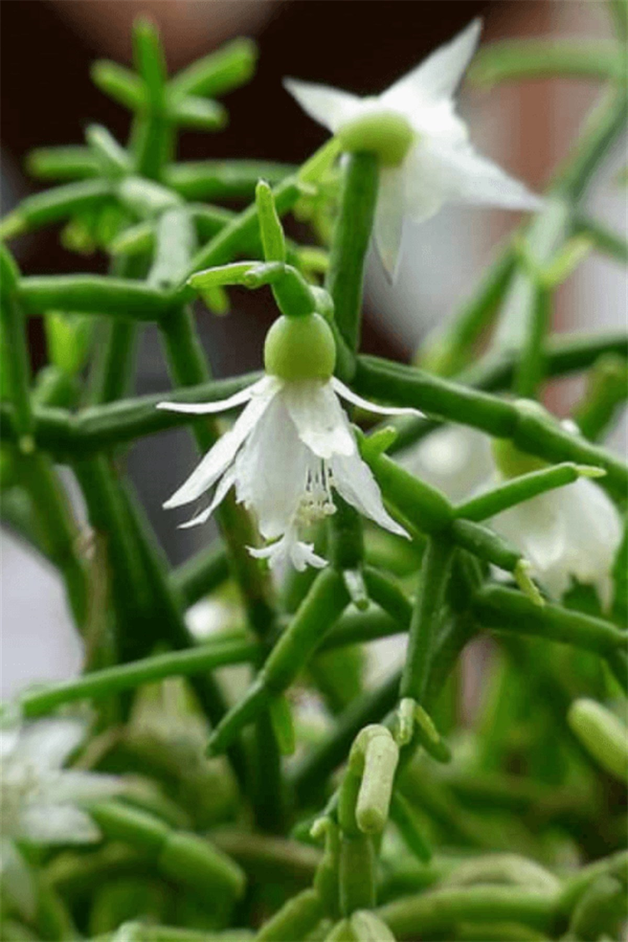 Rhipsalis Cereuscula | Sarkan Salon Bitkileri