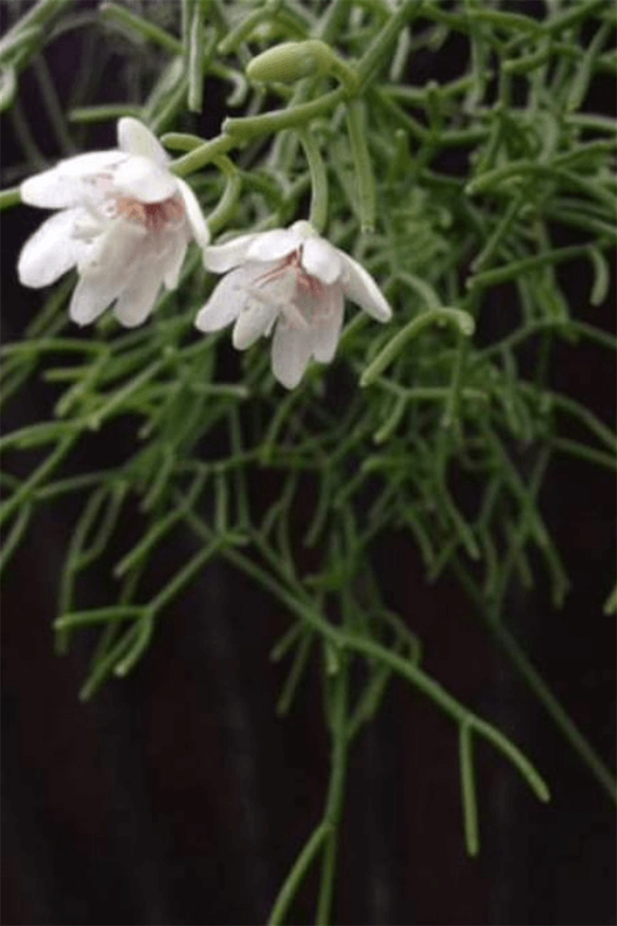 Rhipsalis Cereuscula | Sarkan Salon Bitkileri