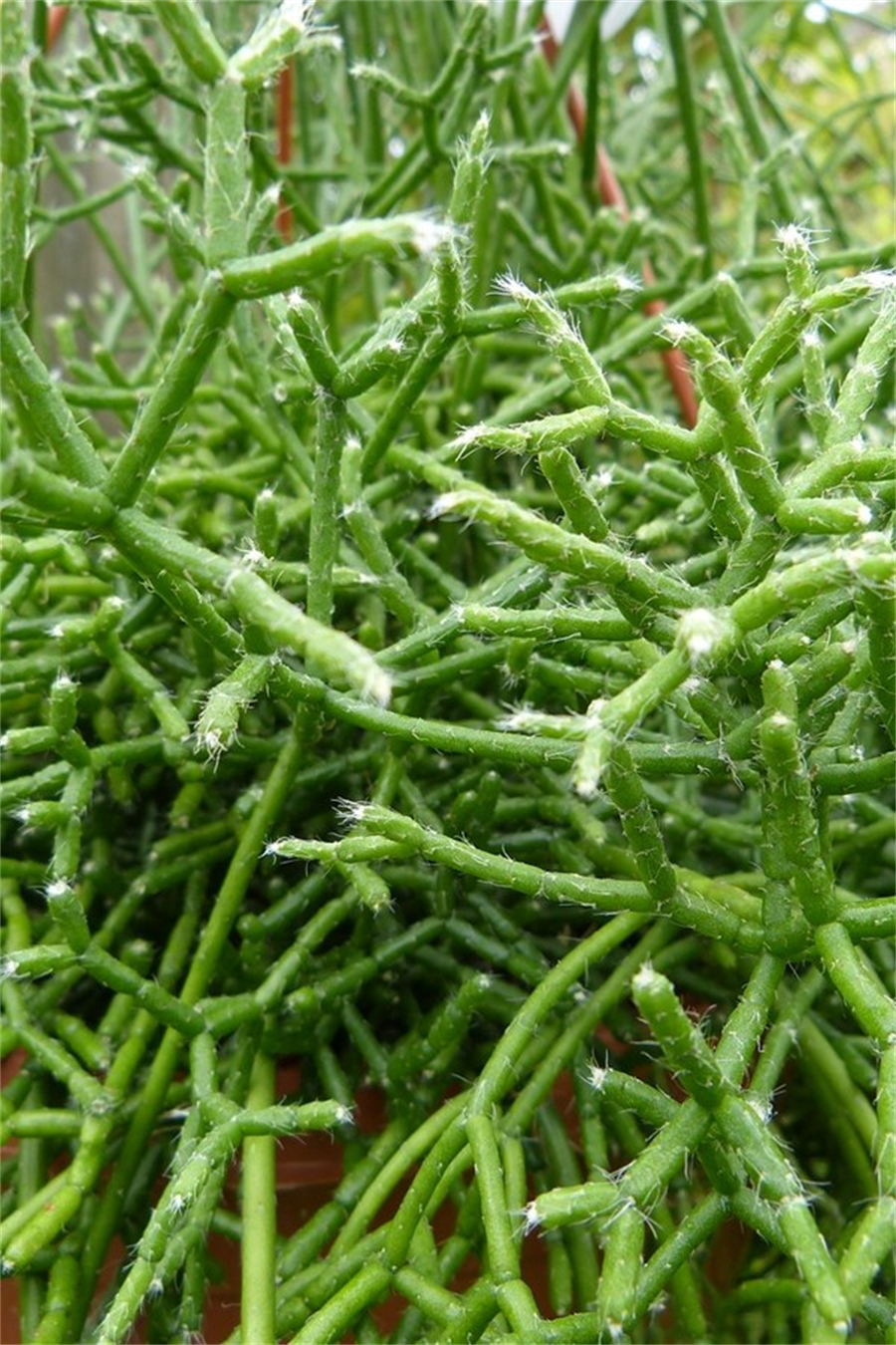 Rhipsalis Cereuscula