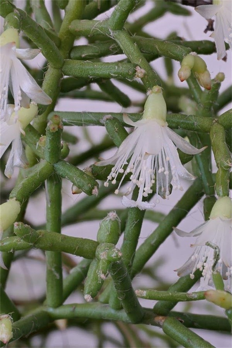 Rhipsalis Cereuscula