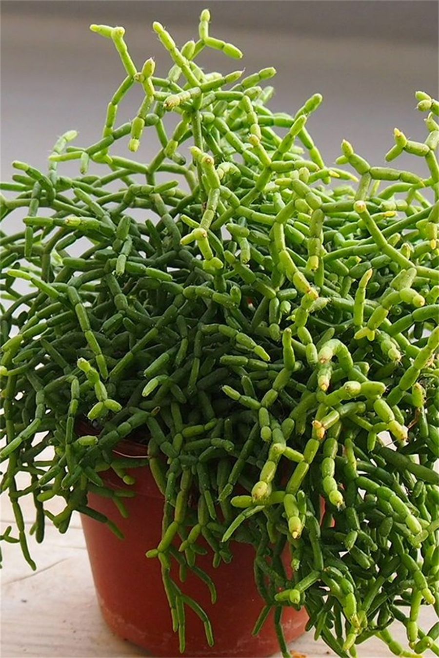 Rhipsalis Cereuscula
