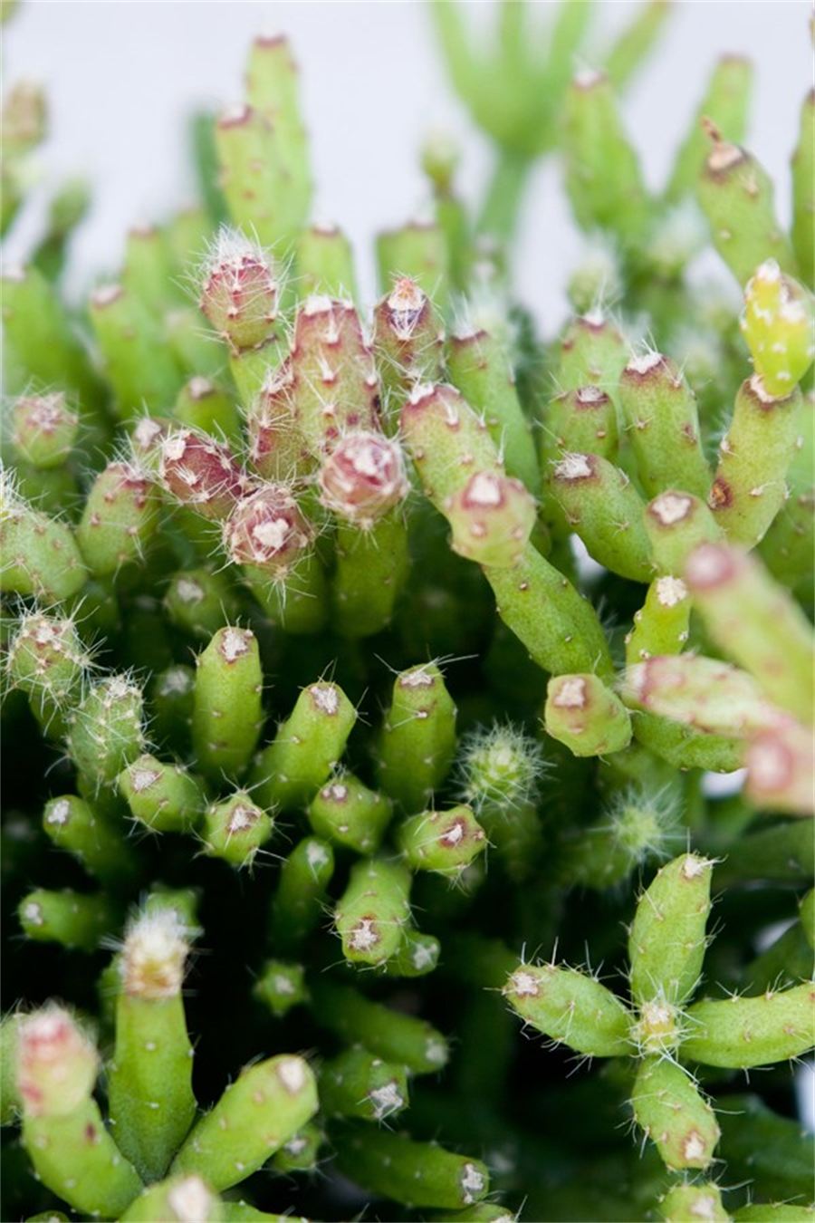 Rhipsalis Cereuscula