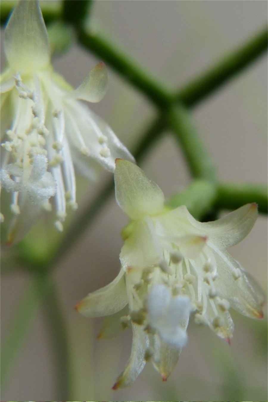Rhipsalis Cereuscula