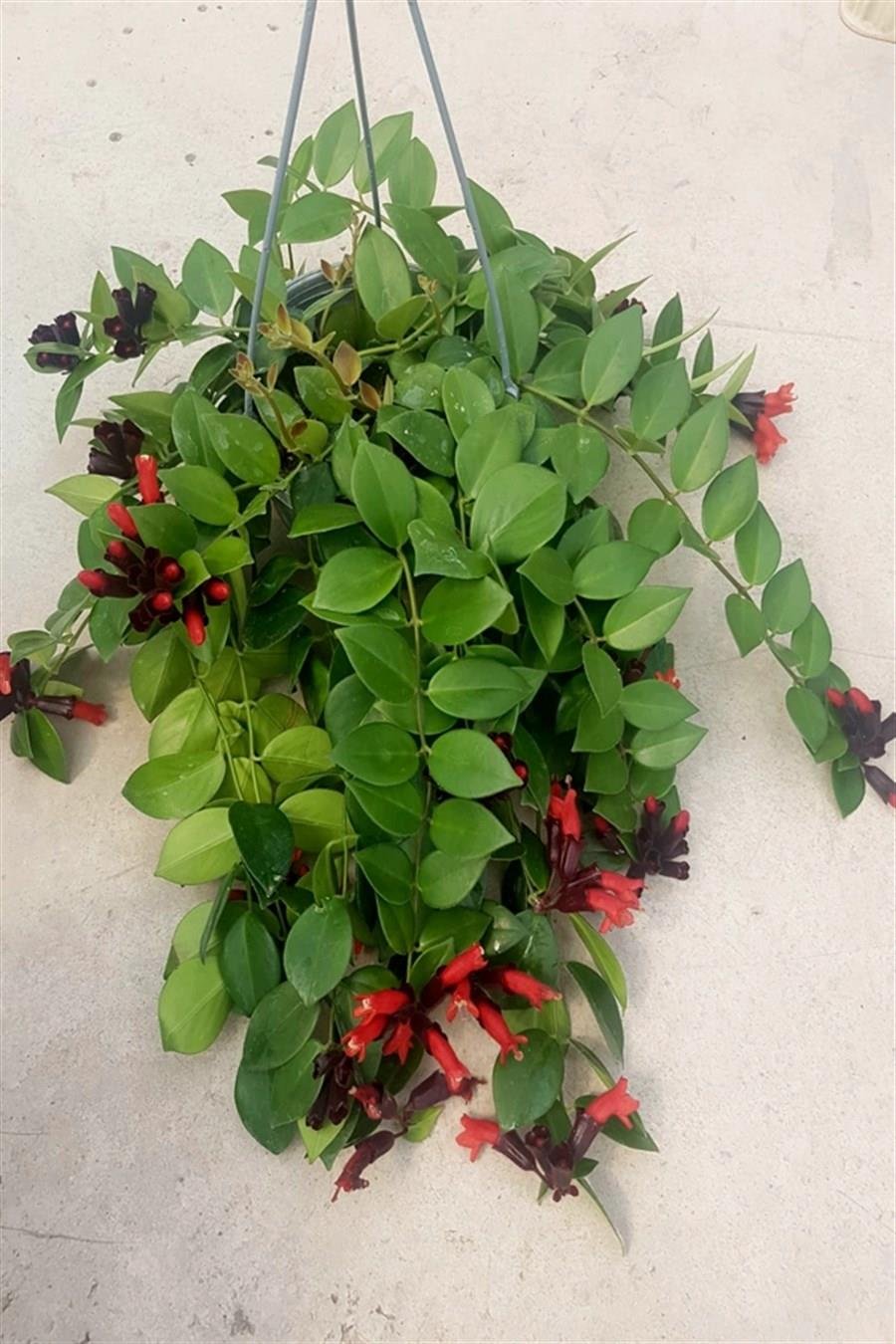 Ruj Çiçeği (20~40 cm) | Çiçekli Salon Bitkileri