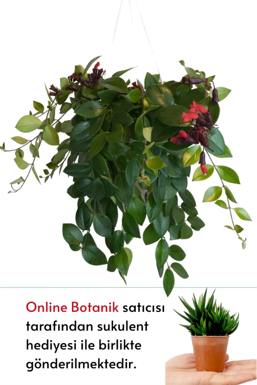 Ruj Çiçeği (20~40 cm) | Çiçekli Salon Bitkileri