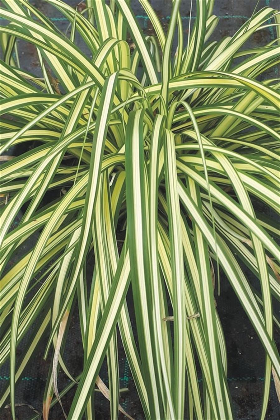 Sarkık Carex