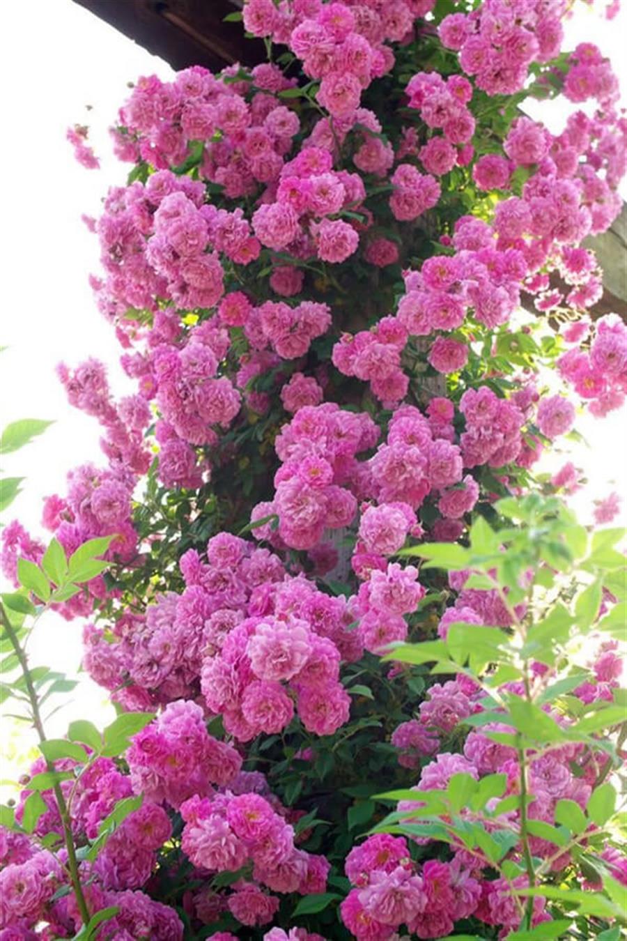 Sarmaşık Gül Saksı Pembe100 cm | Sarılıcı ve Sarmaşıklar
