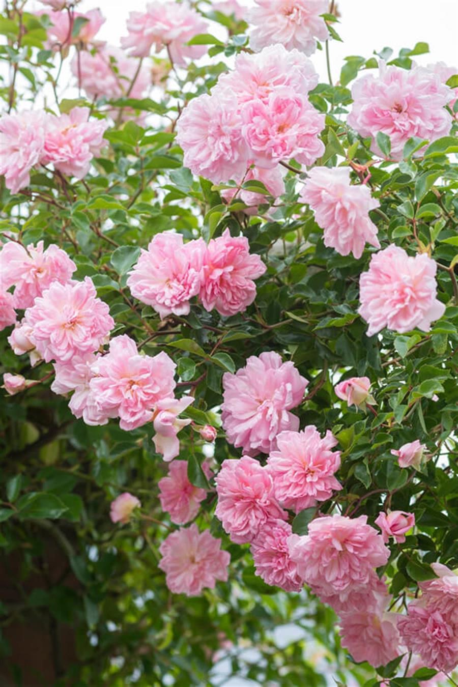 Sarmaşık Gül Saksı Pembe100 cm | Sarılıcı ve Sarmaşıklar
