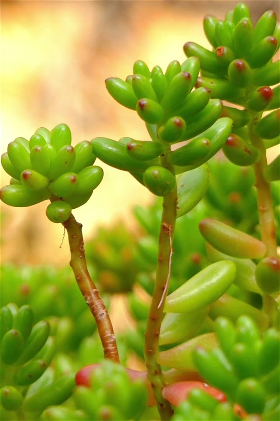 Sedum Rubrotinctum
