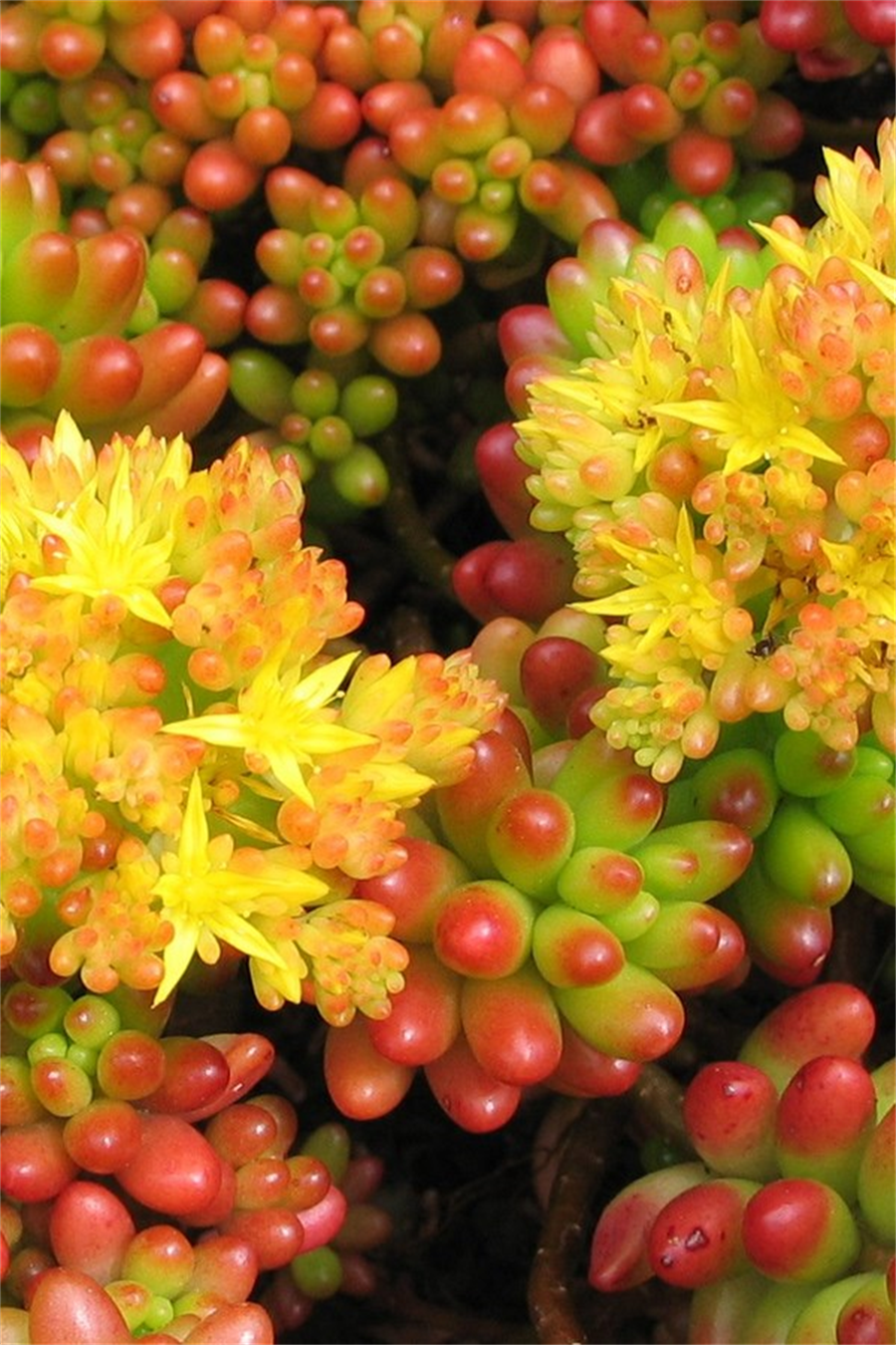 Sedum Rubrotinctum