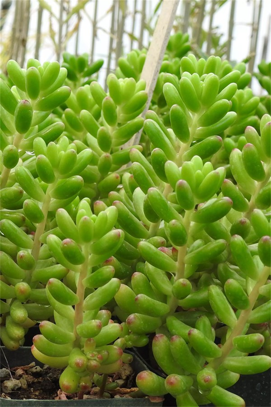 Sedum Rubrotinctum
