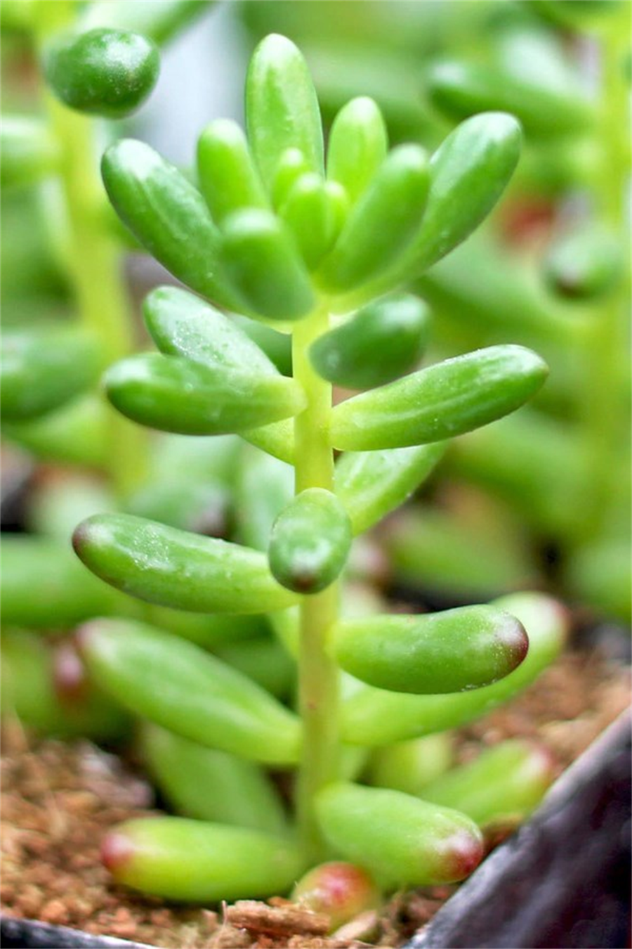 Sedum Rubrotinctum