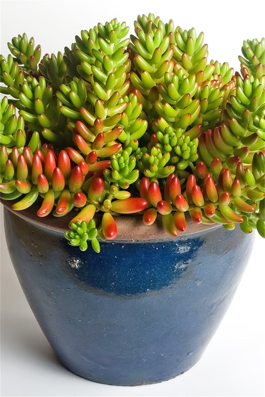 Sedum Rubrotinctum
