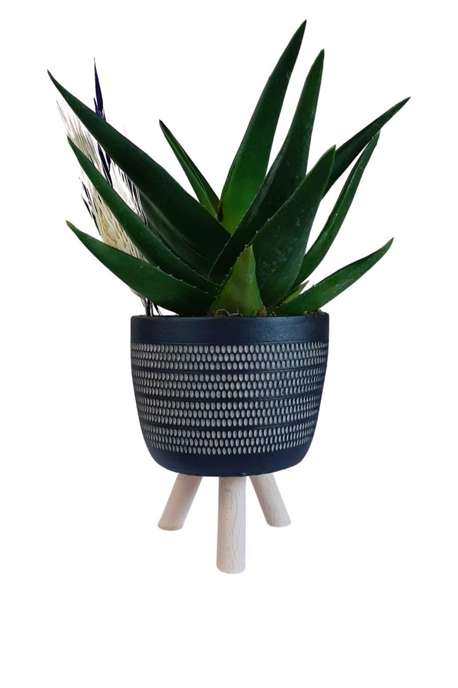 Siyah Ayaklı Saksıda Aloe Brevifolia | Tasarım Çiçekler