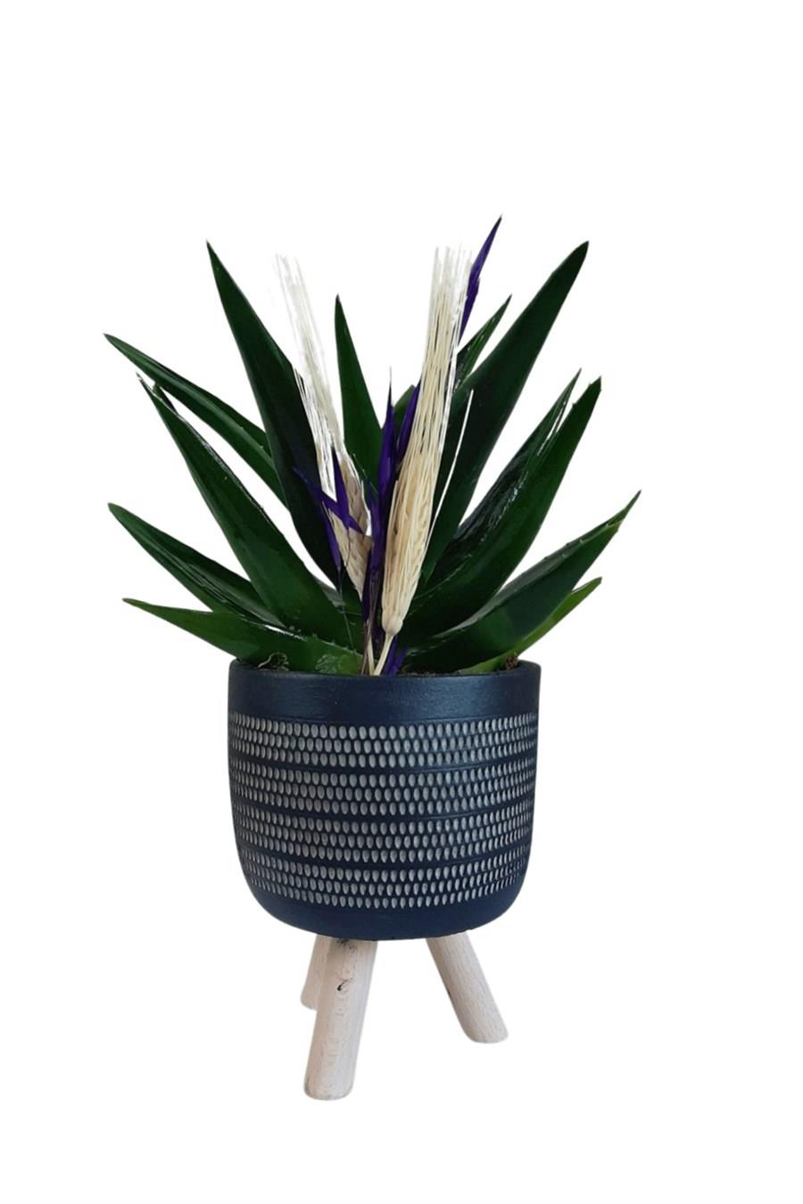 Siyah Ayaklı Saksıda Aloe Brevifolia | Tasarım Çiçekler
