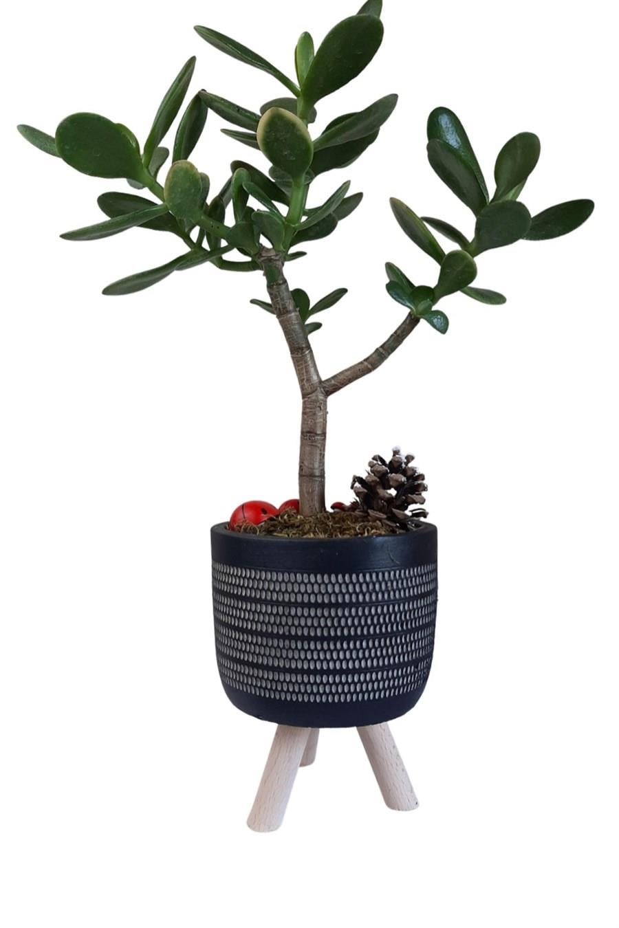 Siyah Ayaklı Saksıda Crassula Ovata | Tasarım Çiçekler