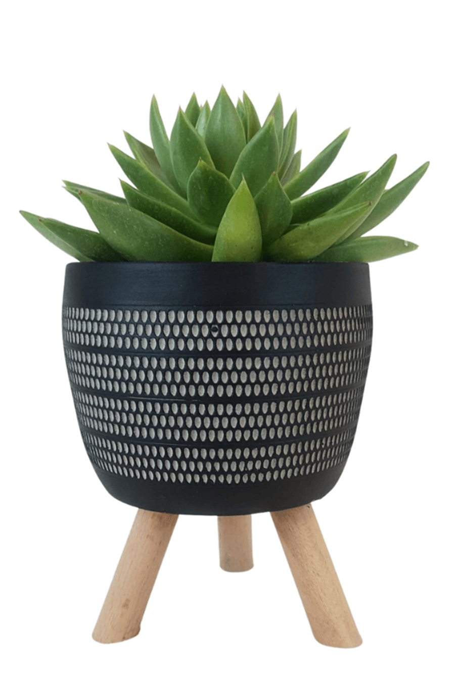 Siyah Damla Saksıda Echeveria Agavoides | Sukulentler