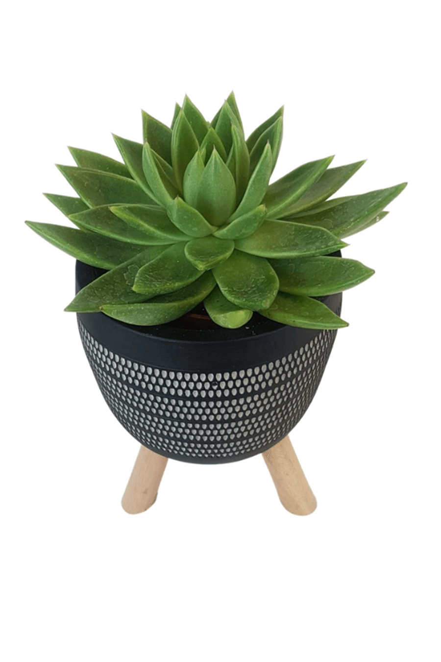 Siyah Damla Saksıda Echeveria Agavoides | Sukulentler