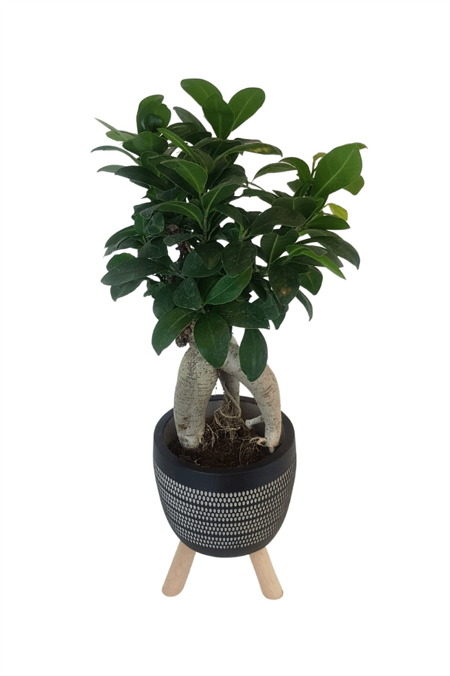 Siyah Damla Saksıda Ficus Ginseng Bonsai | Diğerleri