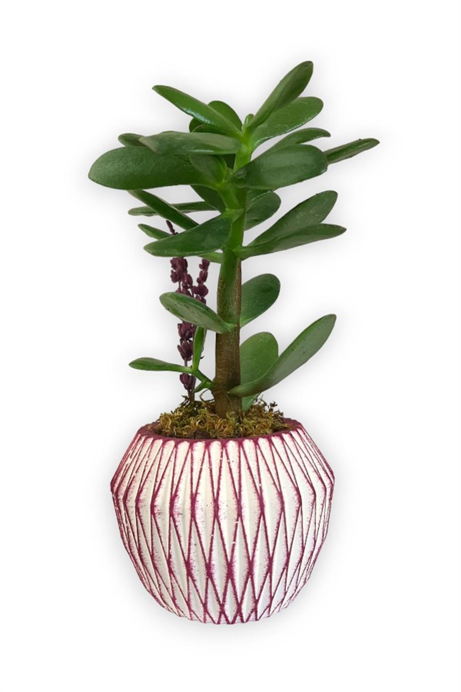 Sukulent Crassula Ovata | Pembe Saksıda | Crassula