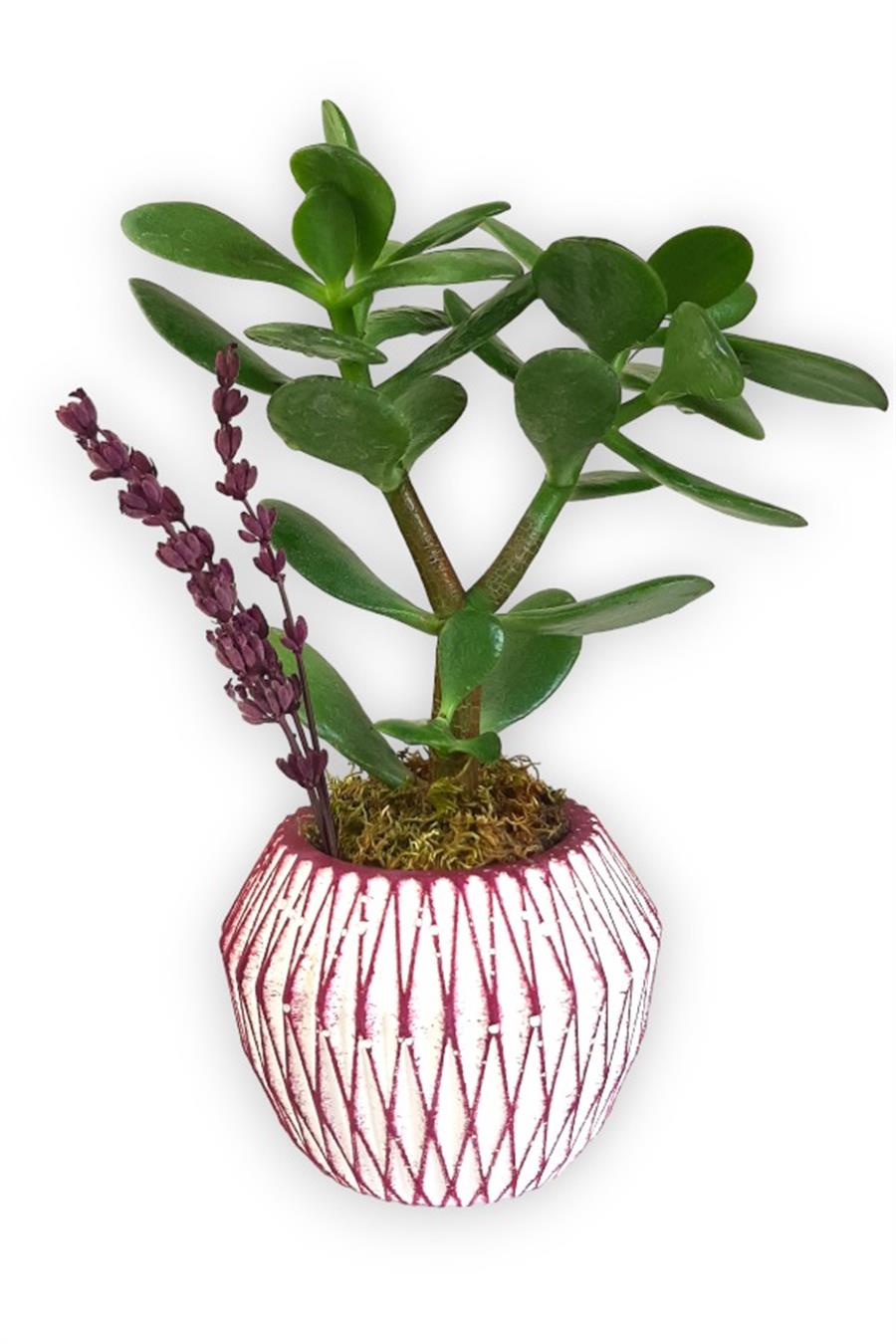 Sukulent Crassula Ovata | Pembe Saksıda | Crassula
