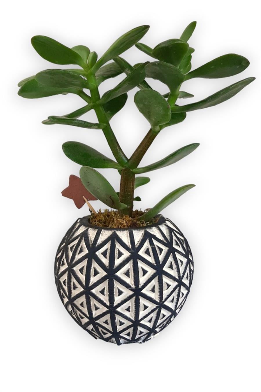 Sukulent Crassula Ovata | Siyah Desen Saksıda | Crassula