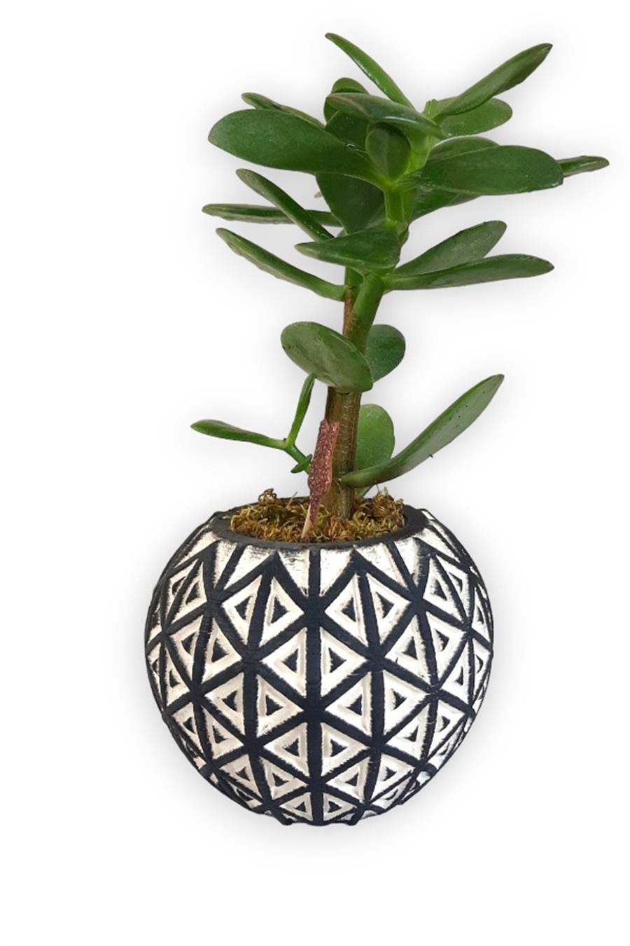 Sukulent Crassula Ovata | Siyah Desen Saksıda | Crassula