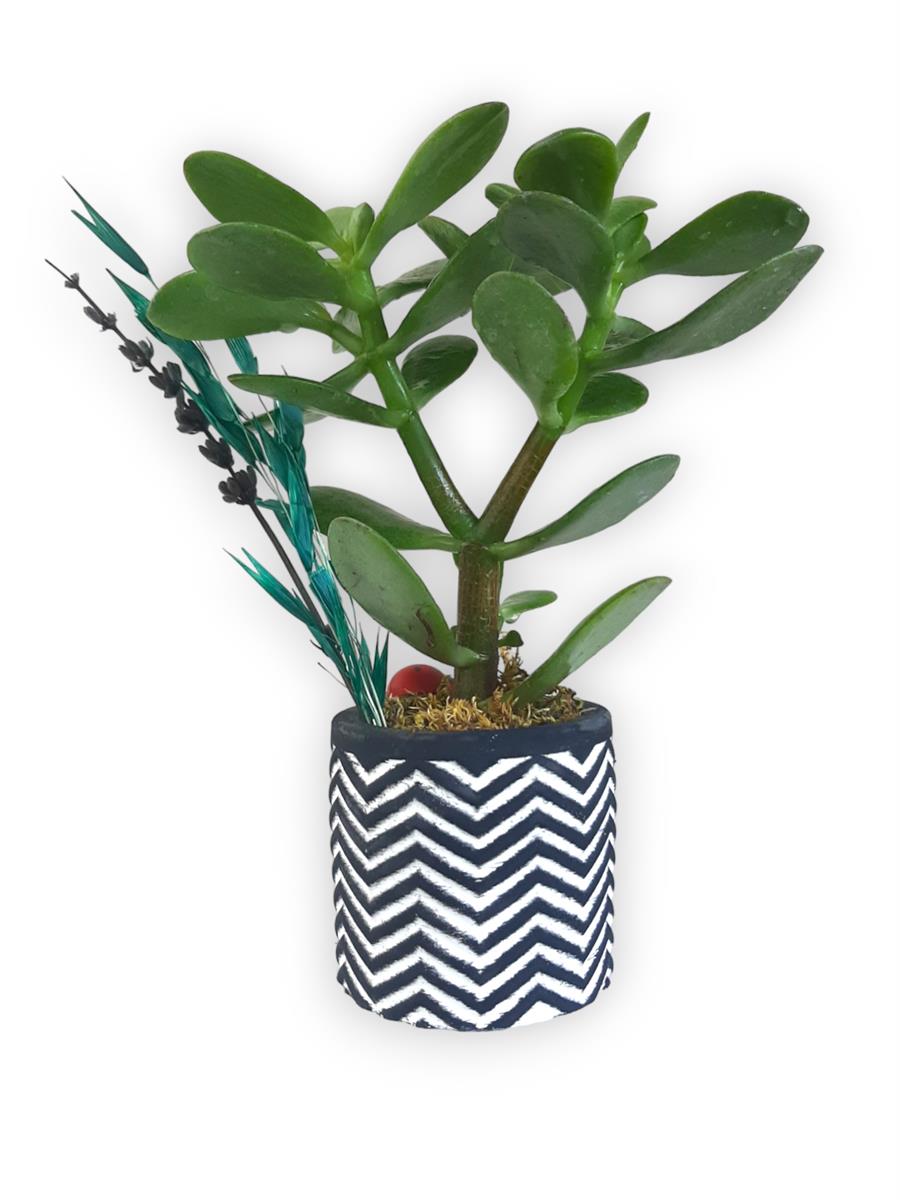 Sukulent Crassula Ovata | Siyah Saksıda | Crassula