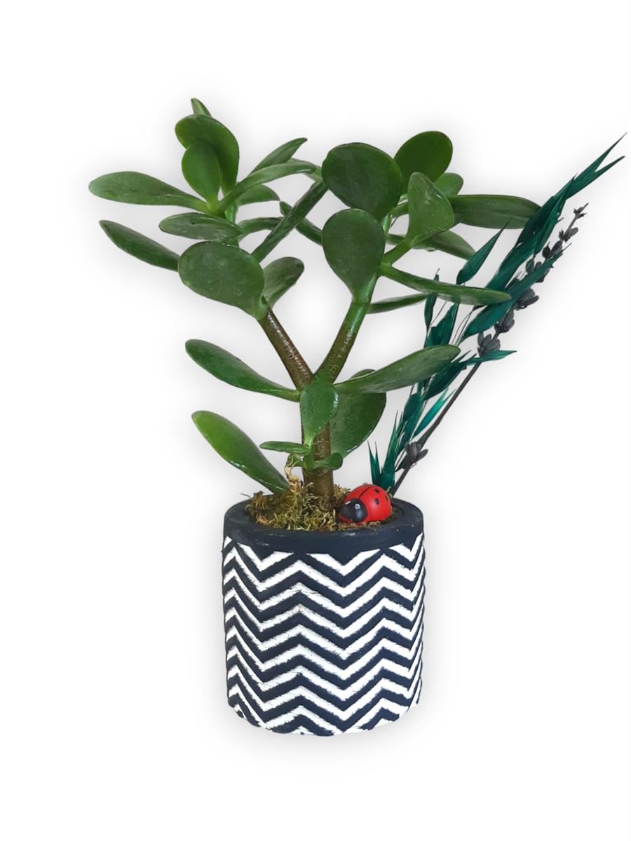 Sukulent Crassula Ovata | Siyah Saksıda | Crassula