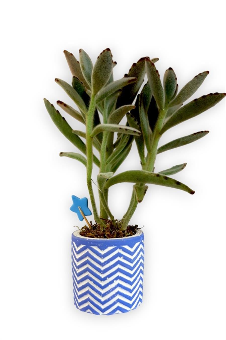 Sukulent Kalanchoe Tomentosa | Mavi Saksıda | Kalanchoe