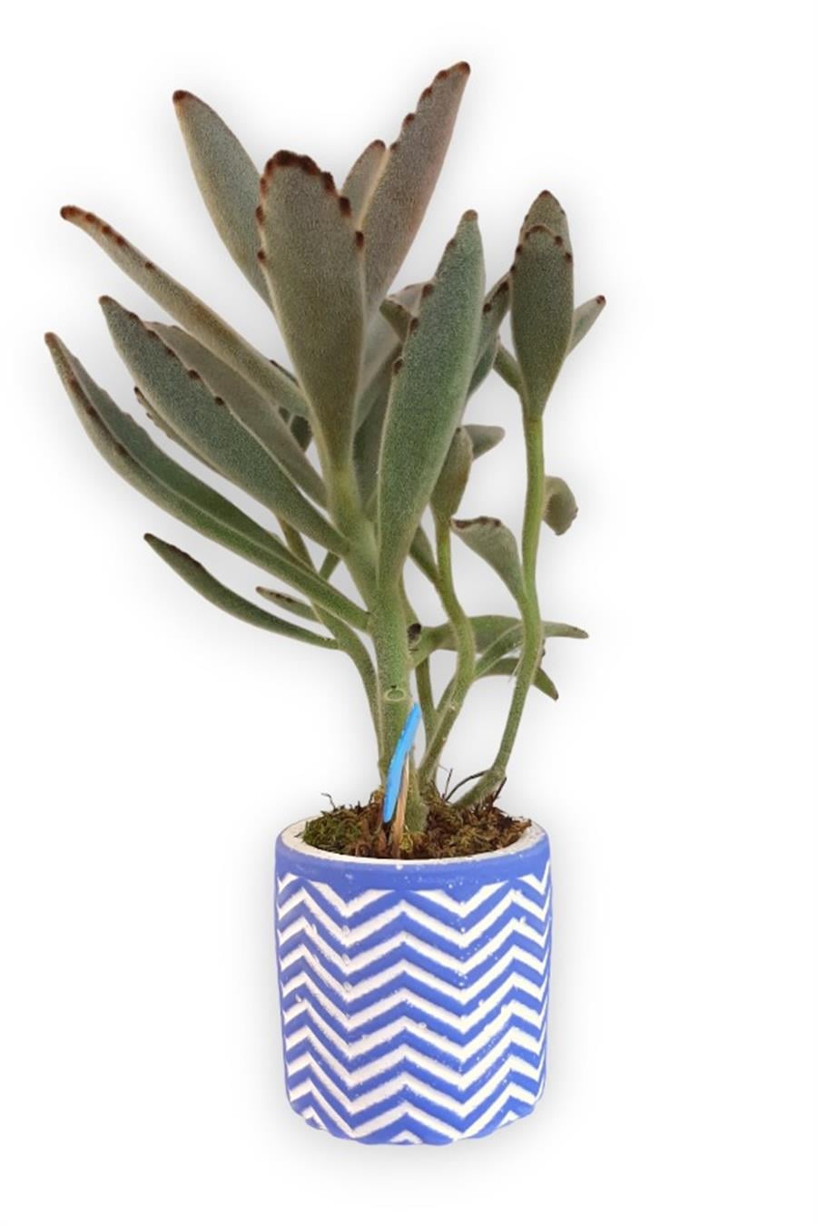 Sukulent Kalanchoe Tomentosa | Mavi Saksıda | Kalanchoe