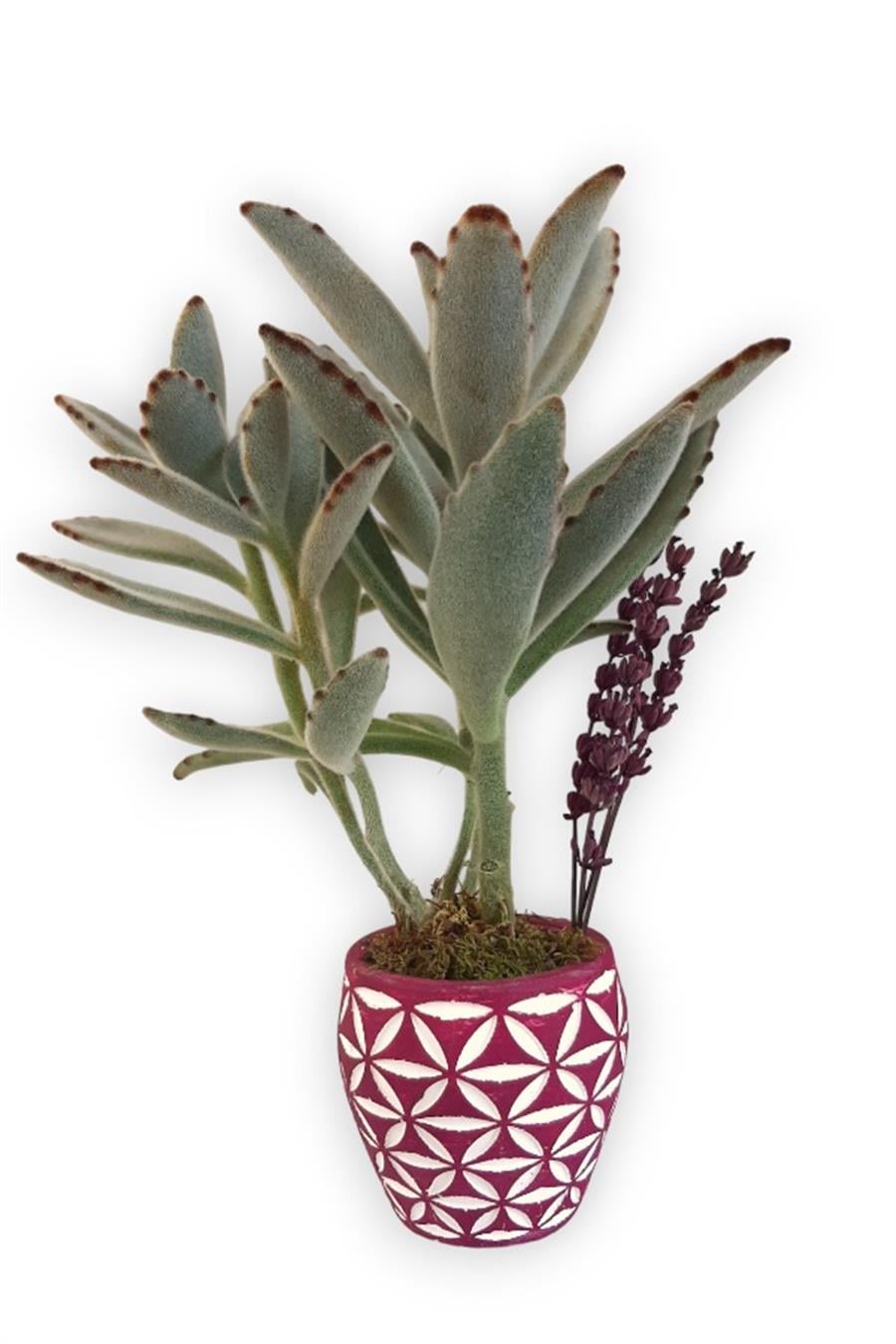 Sukulent Kalanchoe Tomentosa | Pembe Saksıda | Kalanchoe